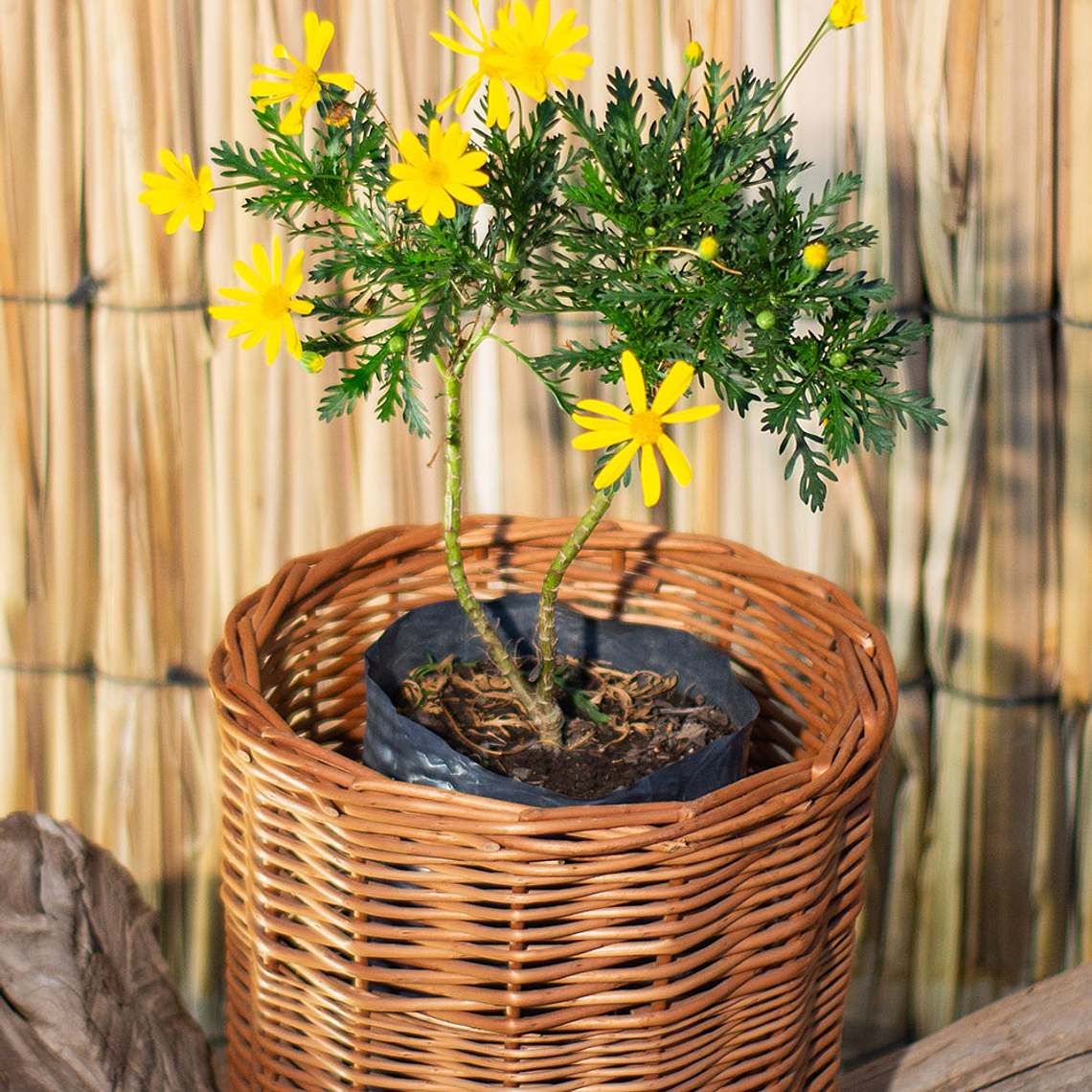 Paquerette (Bellis perennis) 1