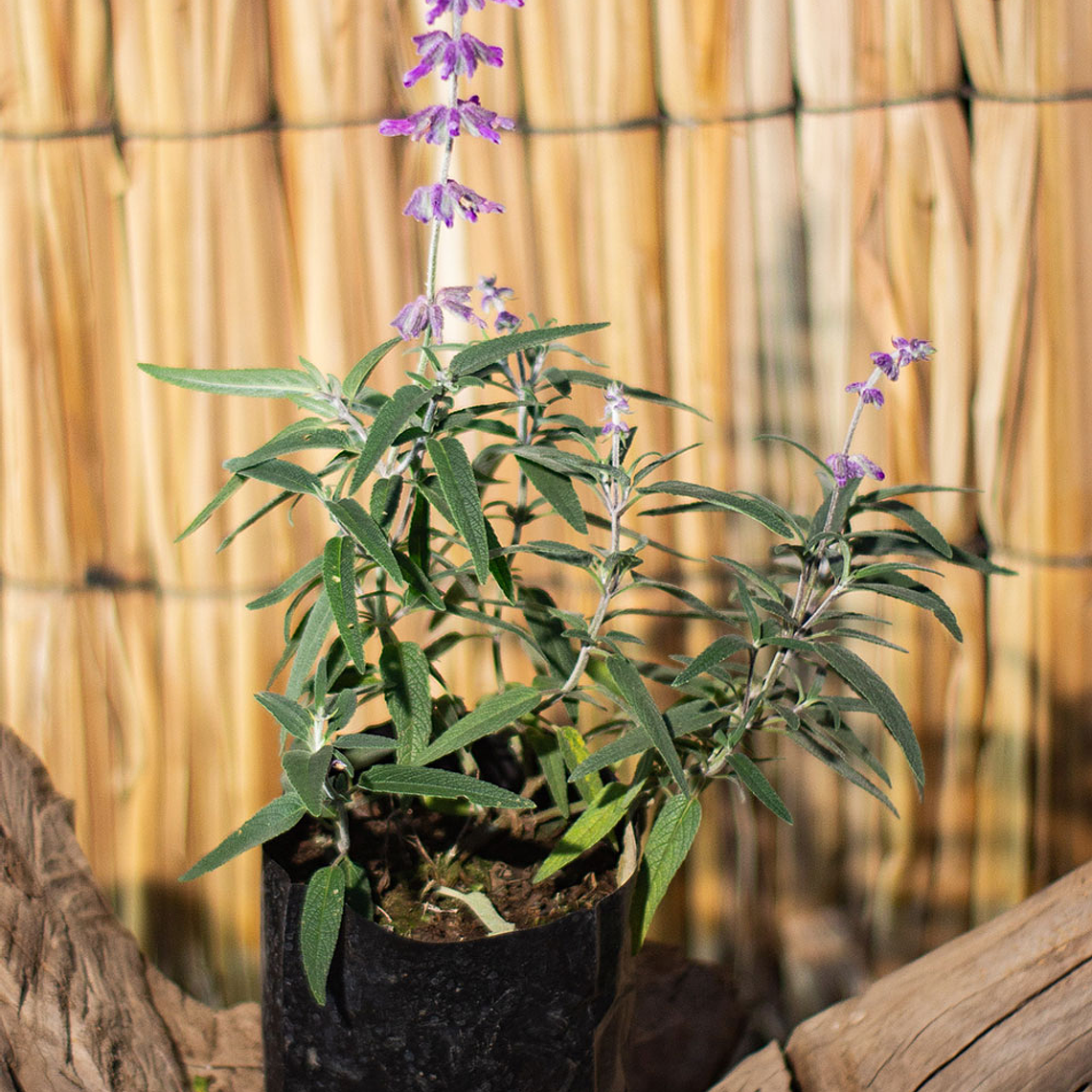 Salvia leucanta (Salvia leucantha) 1