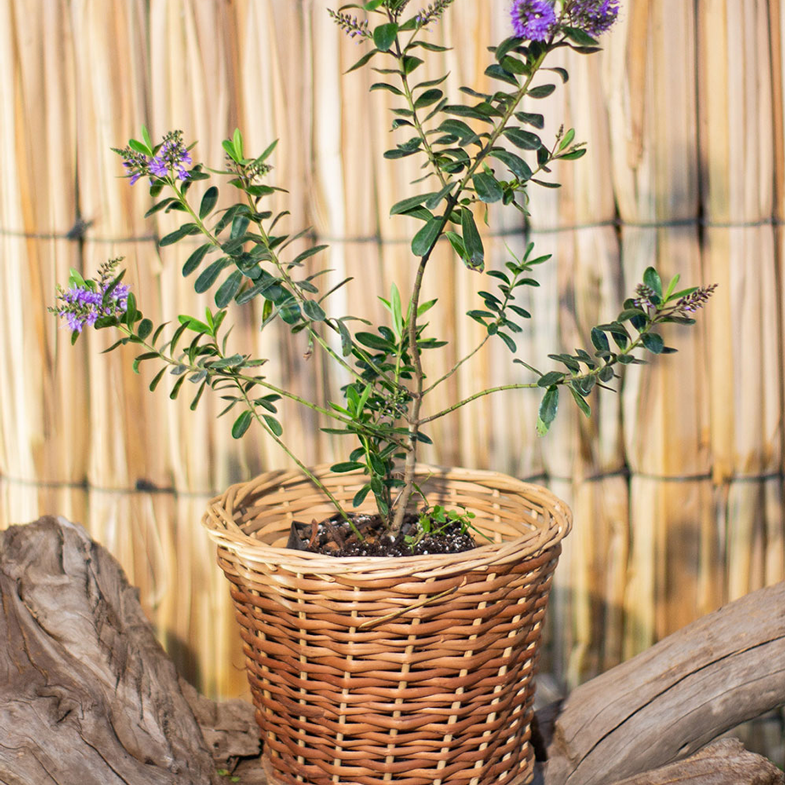 Veronica postrata verde (Veronica prostrata) 1