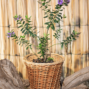 Veronica postrata verde (Veronica prostrata)