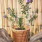 Veronica postrata verde (Veronica prostrata) - Miniatura 2
