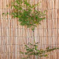Acer Japonico - Miniatura 2