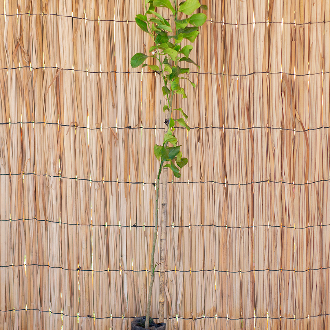 Limonero (Citrus limon) 1