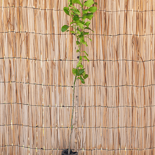 Limonero (Citrus limon)