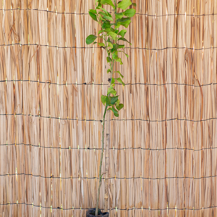 Limonero (Citrus limon) 1