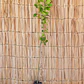 Limonero Eureka (Citrus limon 'Eureka') - Miniatura 2