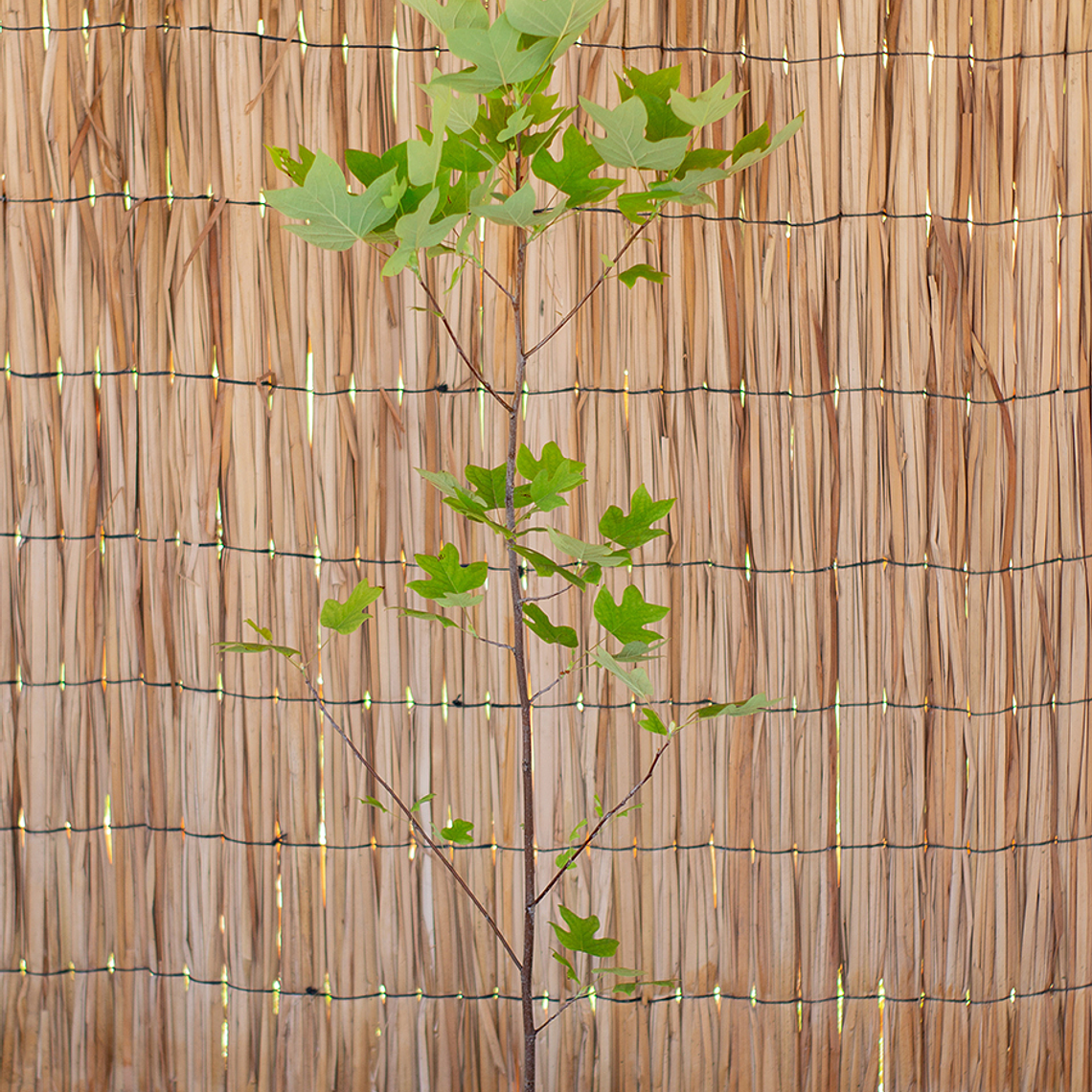  Tulipero (Liriodendron tulipifera) 1