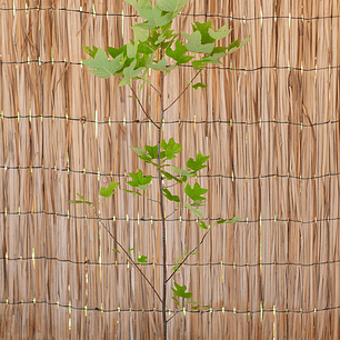  Tulipero (Liriodendron tulipifera)