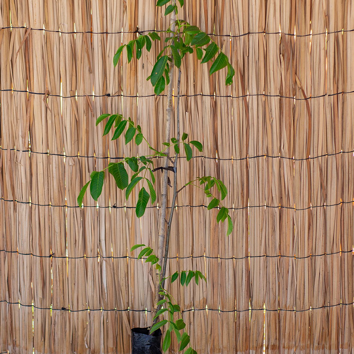 Nogales (chandler) 1