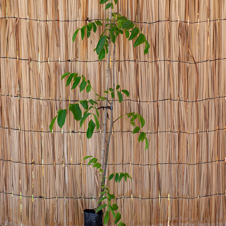 Nogales (chandler) 1