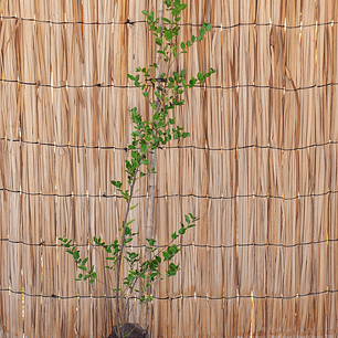 Quillay (Quillaja saponaria)