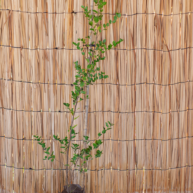 Quillay (Quillaja saponaria) 1