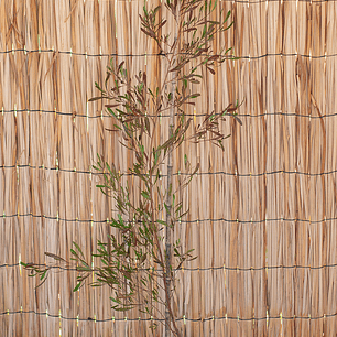 Stenocarpus atropurpurea