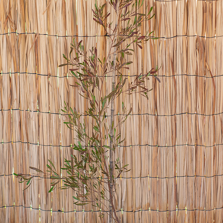 Stenocarpus atropurpurea 1