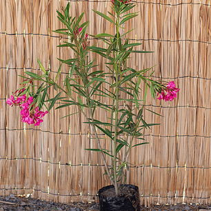 Laurel en flor (Laurus nobilis)