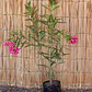 Laurel en Flor (Nerium oleander) - Miniatura 2