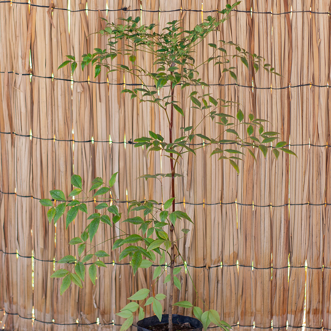 Nandinas (Nandina domestica) 1