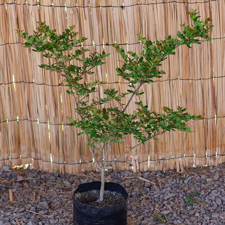 Crespon (Lagerstroemia indica) 1