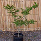 Crespon (Lagerstroemia indica) - Miniatura 3