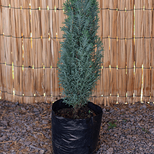 Pino Azul (Pinus spp.)