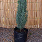 Pino Azul (Pinus spp.) - Miniatura 1