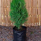 Pino Thuja (Thuja spp.) - Miniatura 1