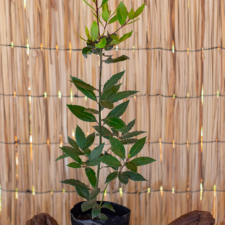 Laurel (Laurus nobilis) 1