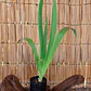 Lirios (Iris spp.) - Miniatura 2