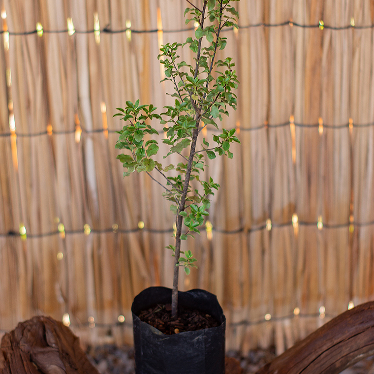 Pitosporo Nigricans (Pittosporum tenuifolium 'Nigricans') 1