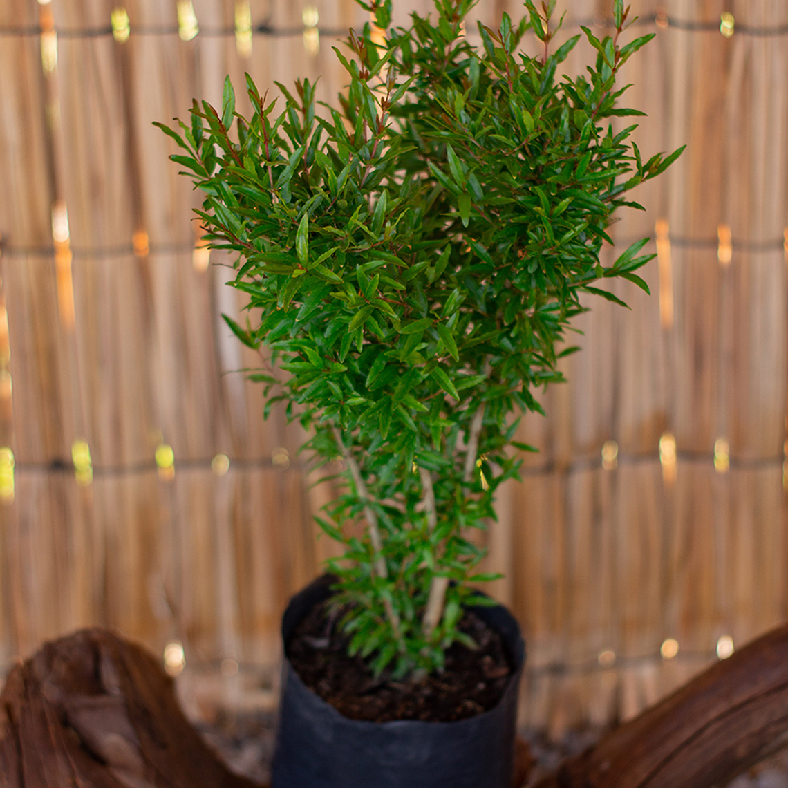 Granado en flor (Punica granatum) 1