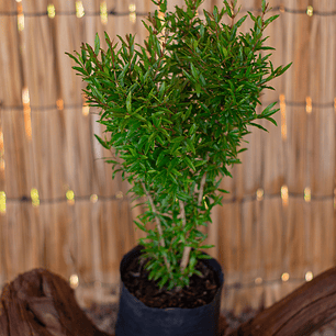 Granado en flor (Punica granatum)