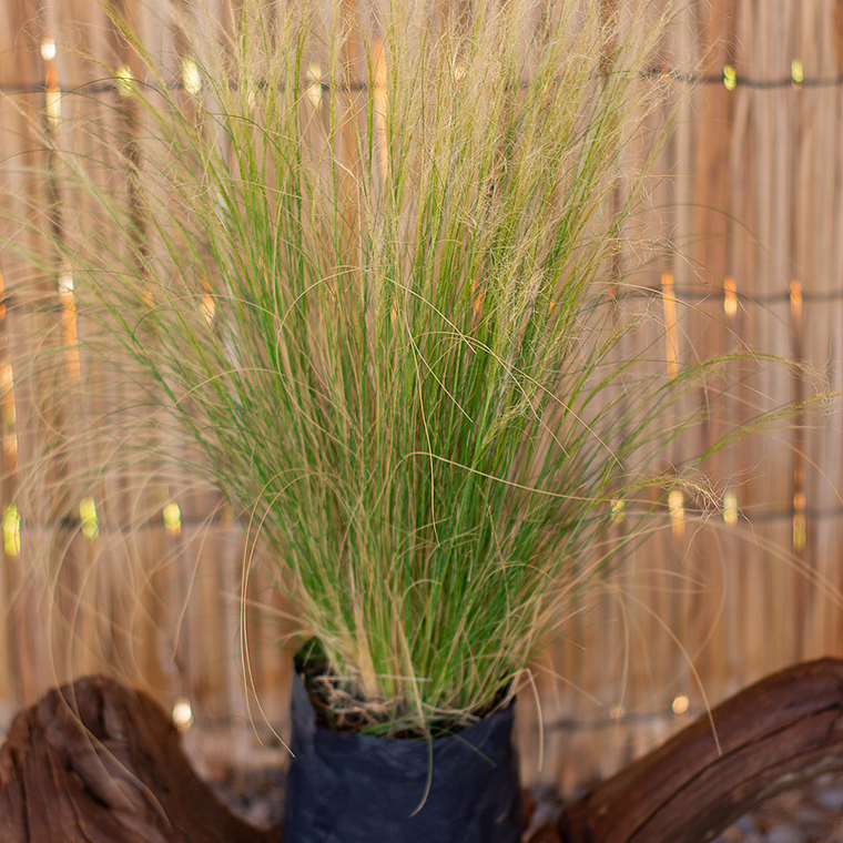 Stipas (Stipa spp.) 1
