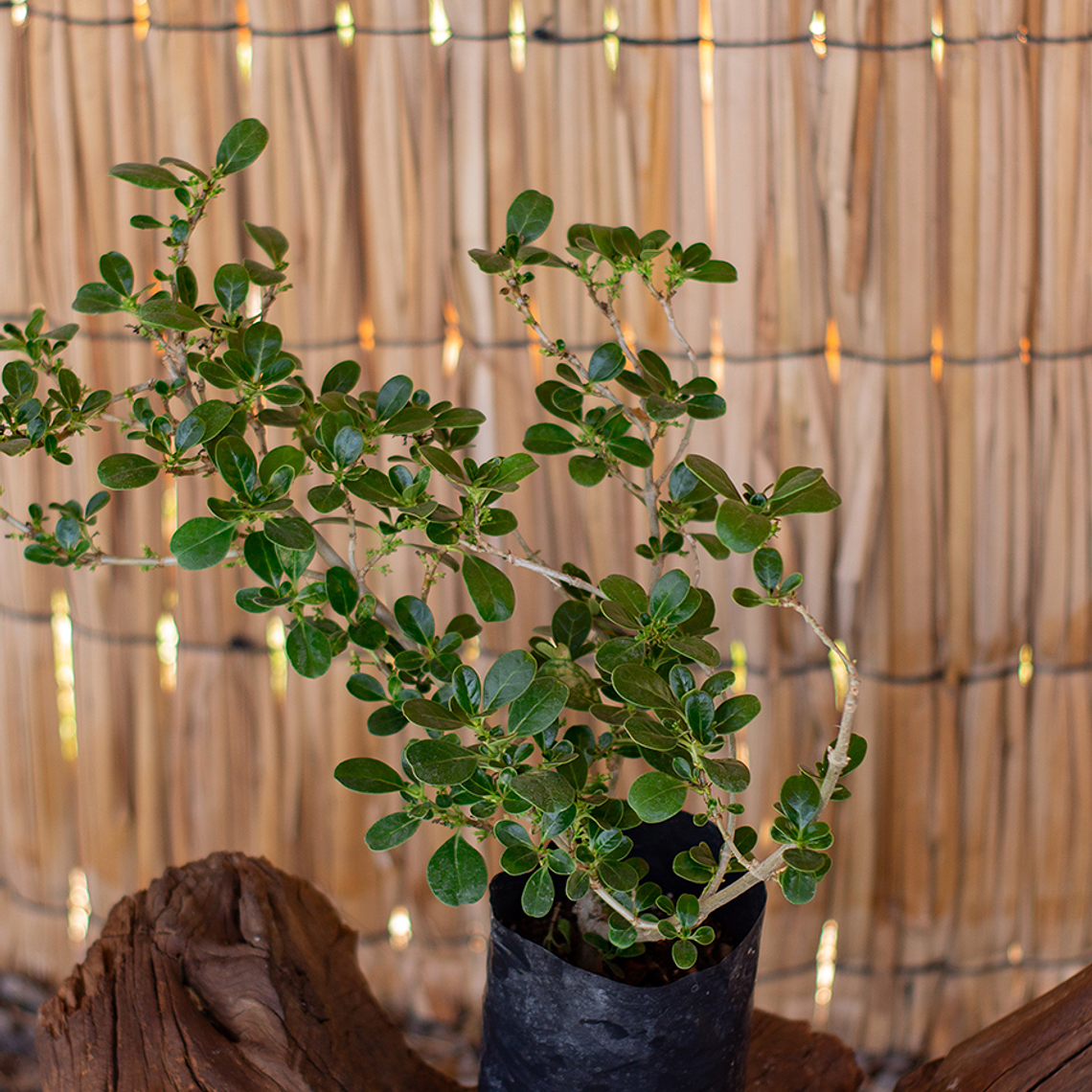 Coprosma Verde (Coprosma repens) 1
