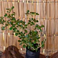 Coprosma verde (Coprosma repens) - Miniatura 2