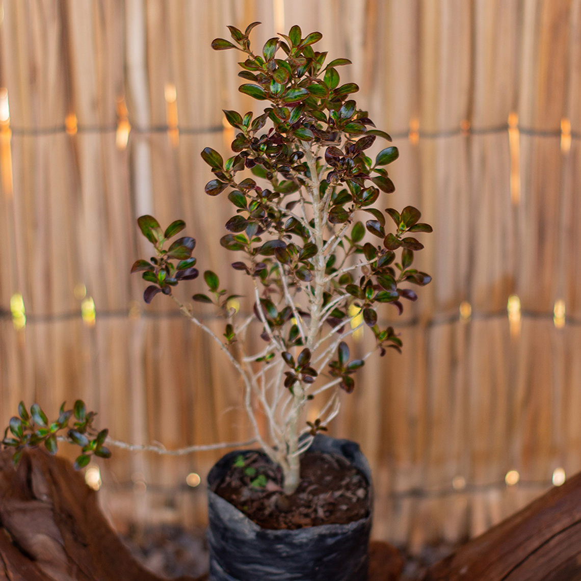 Coprosma Rainbow Surprise 1