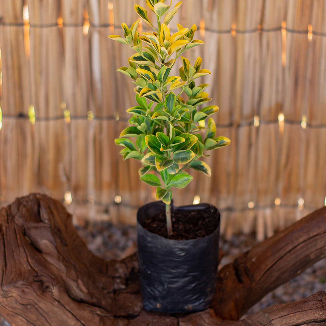 Evónimo (Euonymus spp.) 1
