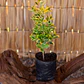 Evónimo Variegado (Euonymus japonicus) - Miniatura 2