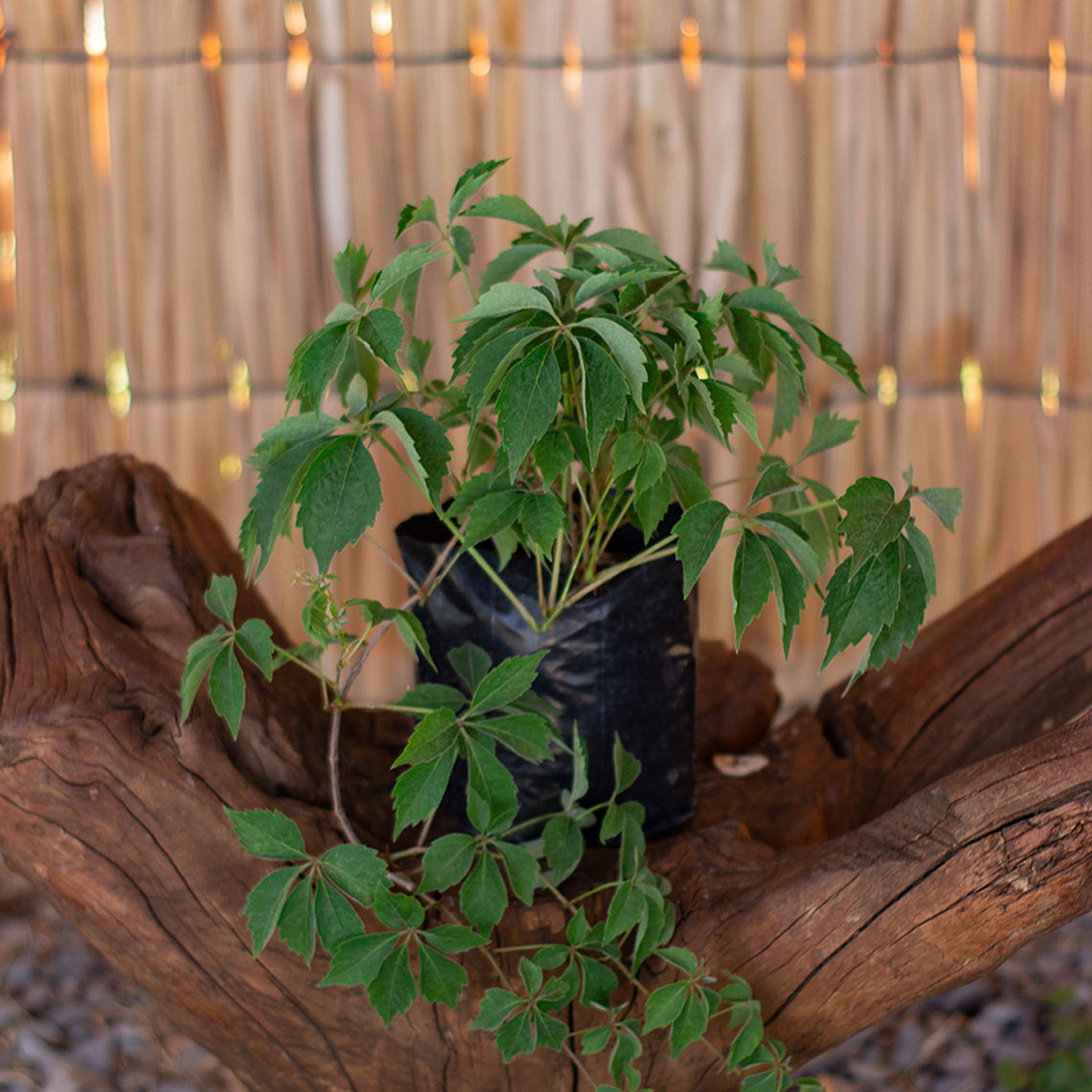 Ampelopsis (Ampelopsis brevipedunculata) 1