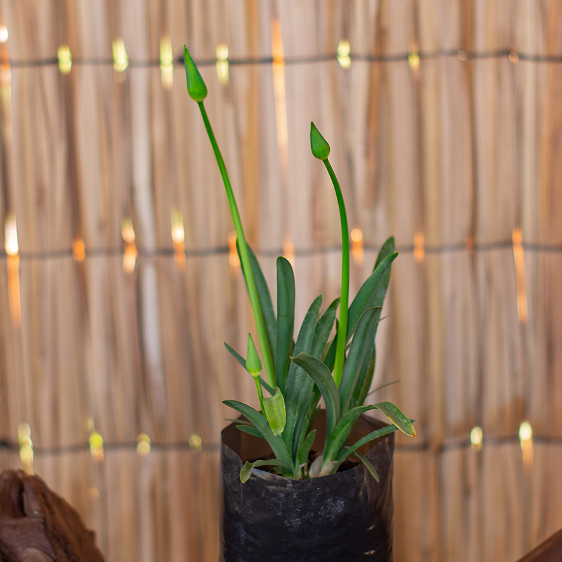 Agapanthos Enano Blanco (Agapanthus africanus ‘Dwarf White’) 1