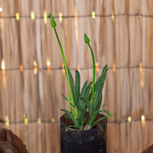 Agapanthos Enano Blanco (Agapanthus africanus ‘Dwarf White’)
