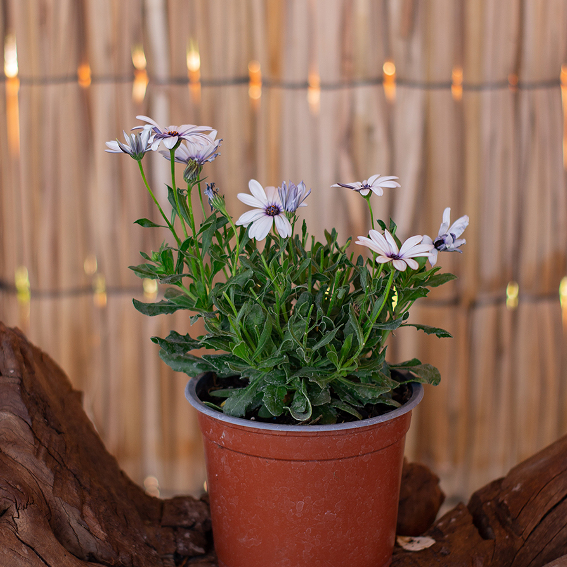 Dimorfoteca (Dimorphotheca spp. 1