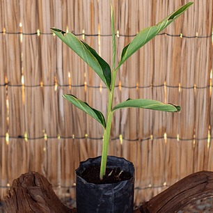 Lágrima de San Juan (Alpinia zerumbet)