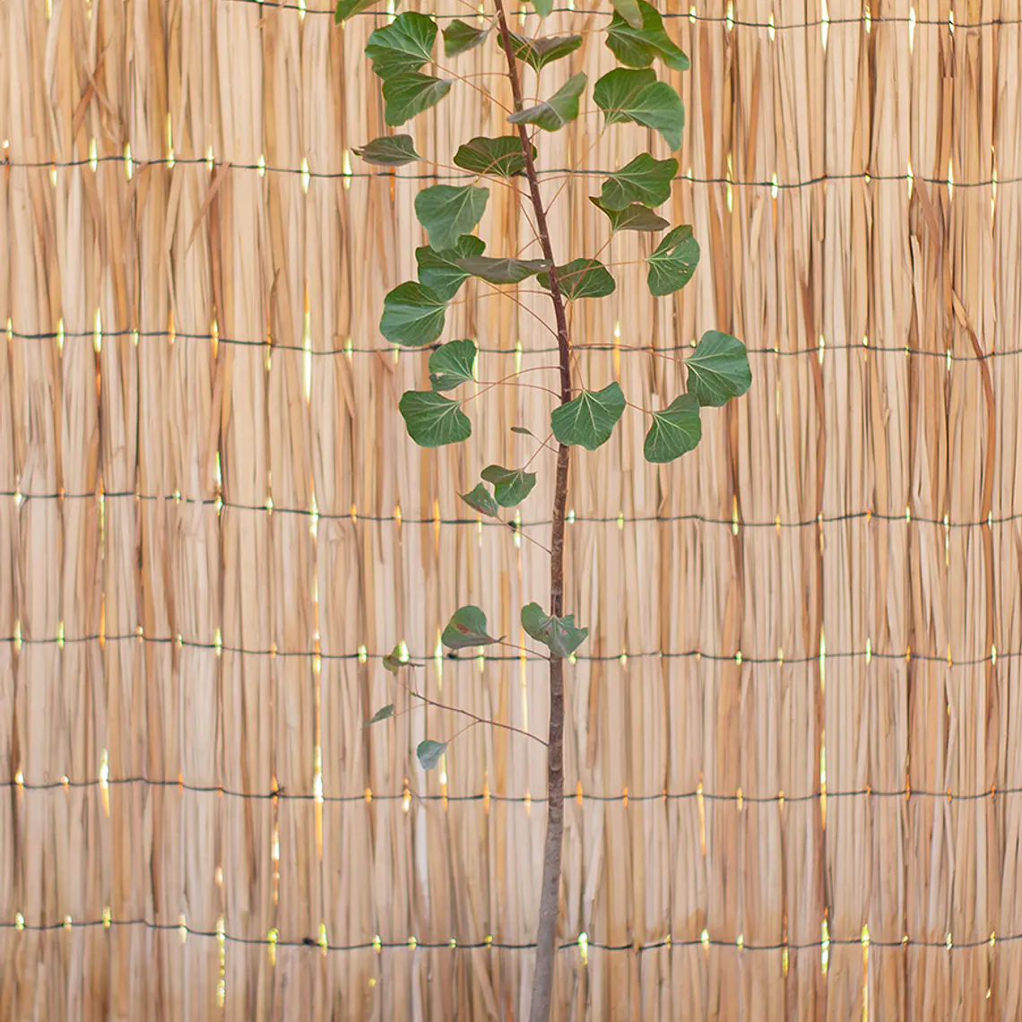 Brachichito (Brachychiton spp.) 1