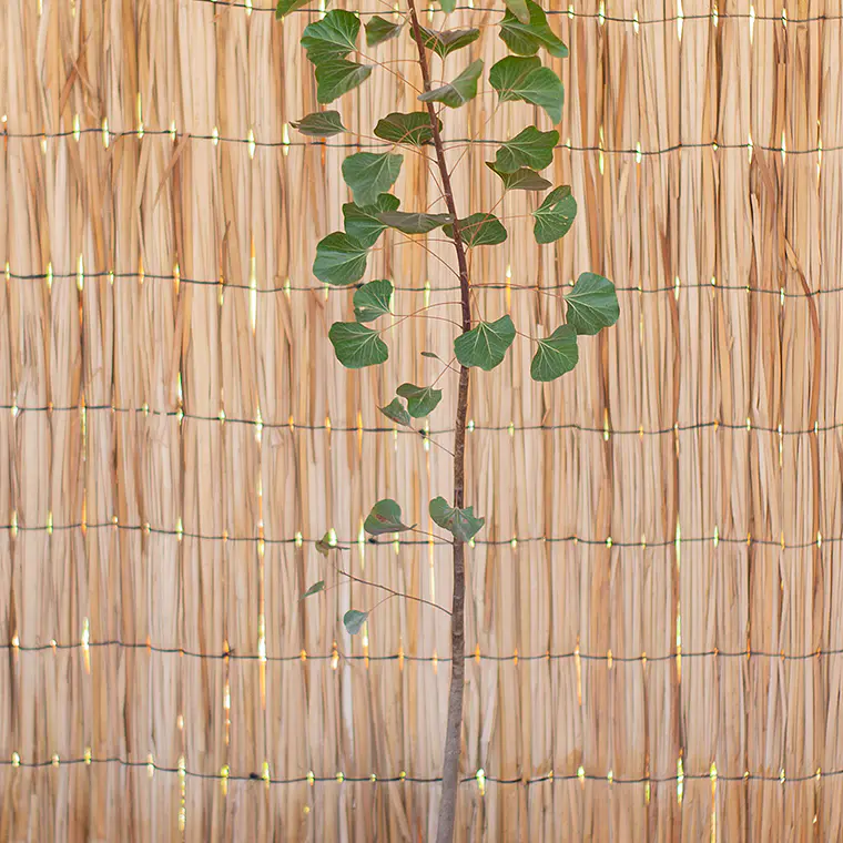 Brachichito (Brachychiton spp.) 1