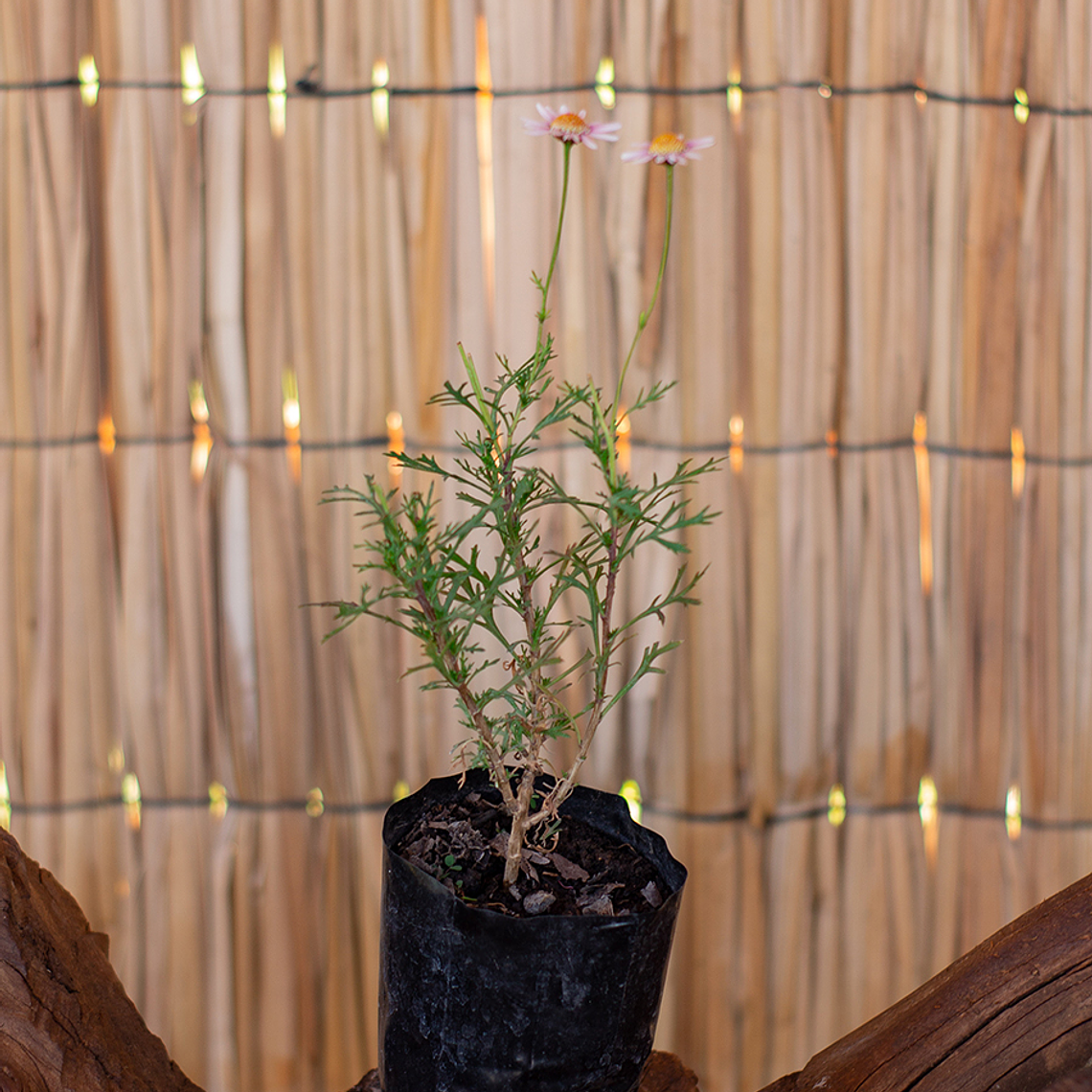 Agerantemo (Argyranthemum frutescens) 1