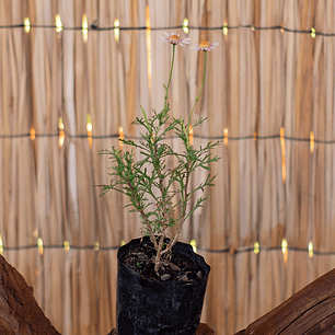 Agerantemo (Argyranthemum frutescens)