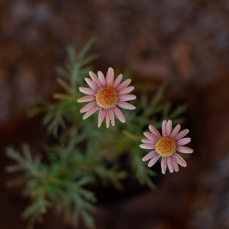 Agerantemo (Argyranthemum frutescens) 2