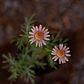 Agerantemo (Argyranthemum frutescens) - Miniatura 2
