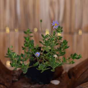 Agatea (Felicia amelloides)