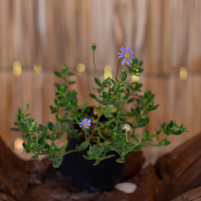 Agatea (Felicia amelloides) 1